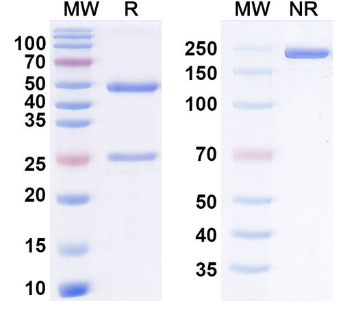 SDS-PAGE for Claseprubart Biosimilar - Research Grade
