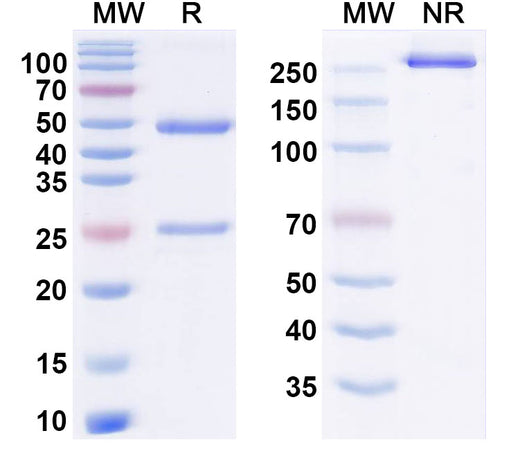 SDS-PAGE for Daretabart Biosimilar - Research Grade