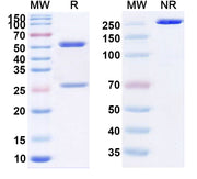 SDS-PAGE for Ebdarokimab Biosimilar - Anti-IL12B mAb - Research Grade