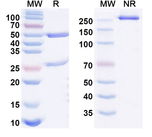 SDS-PAGE for Eclutatug Biosimilar - Research Grade