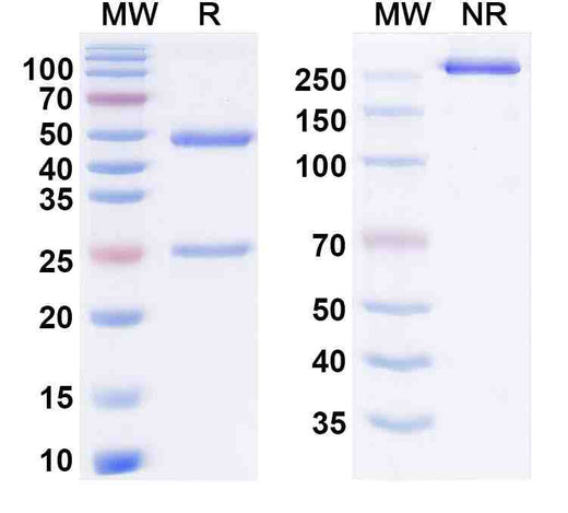 Emugrobart Biosimilar – Research Grade
