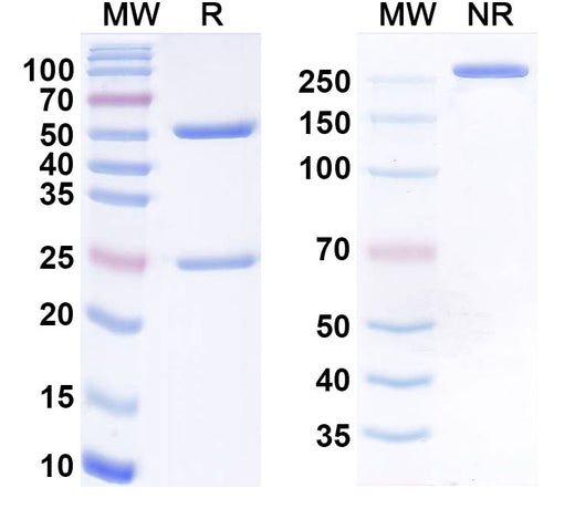 SDS-PAGE for Etalanetug Biosimilar - Research Grade