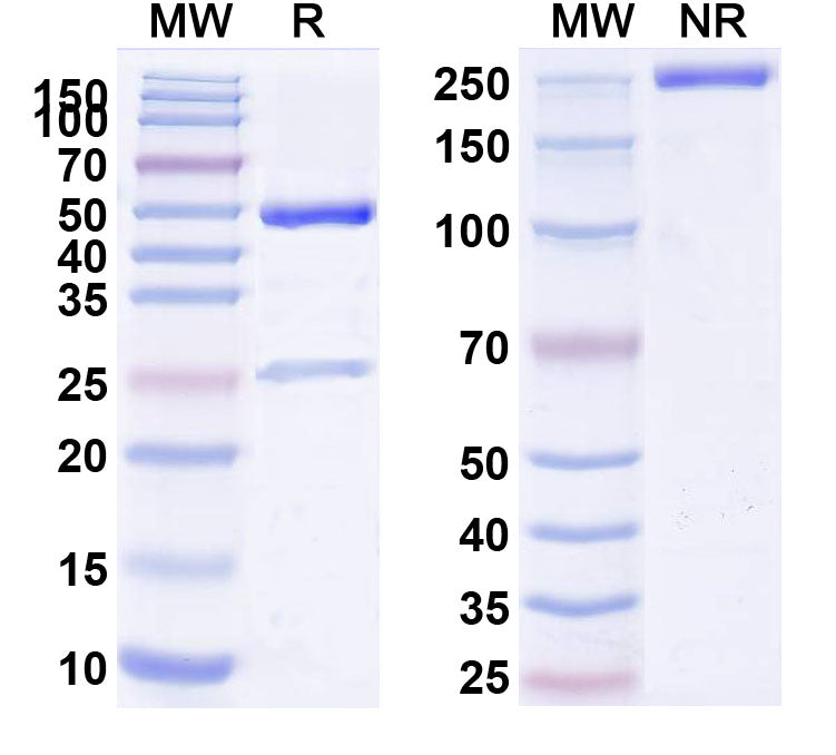 SDS-PAGE for Research Grade Fanolesomab