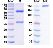SDS-PAGE for Feladilimab Biosimilar - Anti-CD278;ICOS mAb - Research Grade