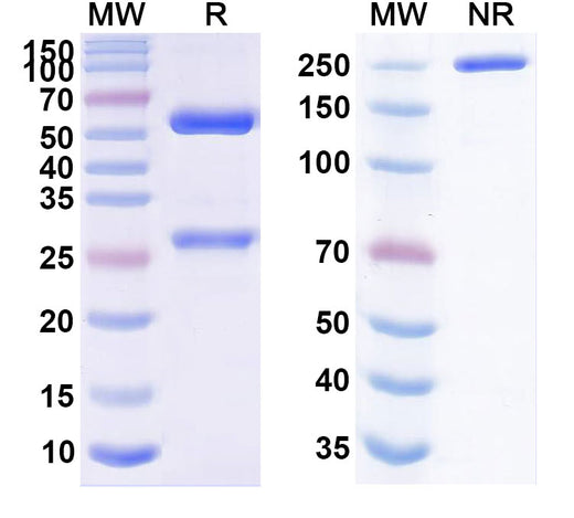 SDS-PAGE for Feladilimab Biosimilar - Anti-CD278;ICOS mAb - Research Grade