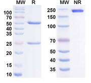 SDS-PAGE for Gatralimab Biosimilar - Anti-CD52 mAb - Research Grade