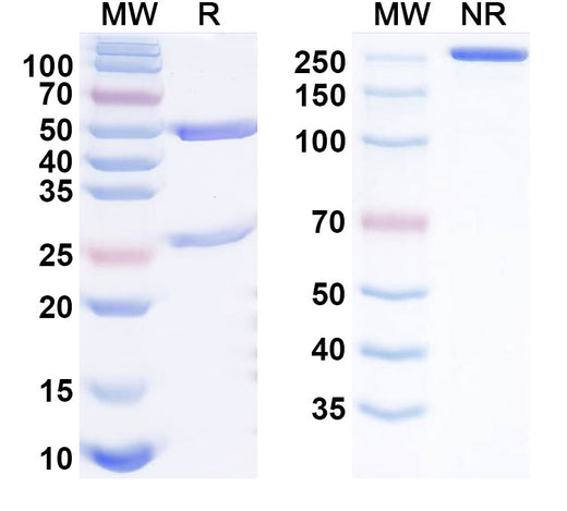 SDS-PAGE for Greziprubart Biosimilar - Research Grade
