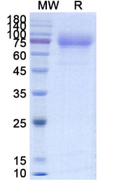 SDS-PAGE for Human CD115 / CSF1R recombinant protein