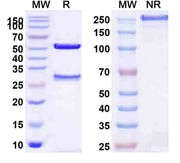 Human CD117/KIT Monoclonal Antibody