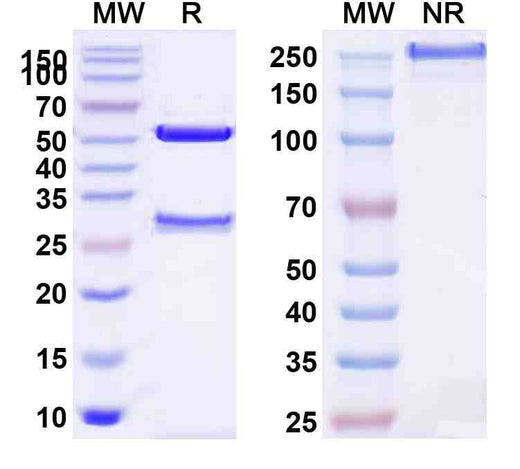 Human CD117/KIT Monoclonal Antibody
