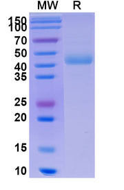 SDS-PAGE for Human CD172g-SIRPG recombinant protein