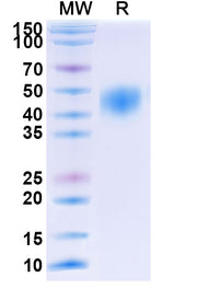 SDS-PAGE for Human CD48 recombinant protein