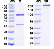 SDS-PAGE for Human Reticulon-4/RTN4 (SAA0170) Monoclonal Antibody