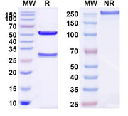 SDS-PAGE for Human VSIR/VISTA Monoclonal Antibody