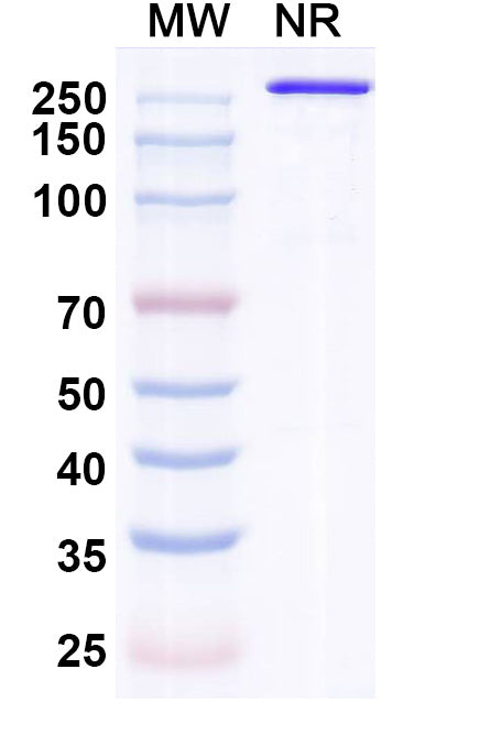SDS-PAGE for Indenebart Biosimilar - Research Grade