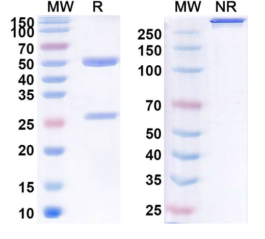 SDS-PAGE for InVivo Plus Anti-Mouse CD4 Antibody (GK1.5)
