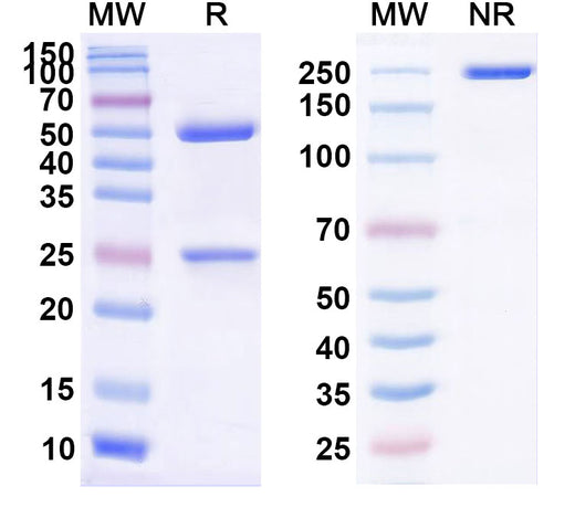 SDS-PAGE for InVivo Plus Anti-Mouse IFNAR1 Antibody (MAR1-5A3)