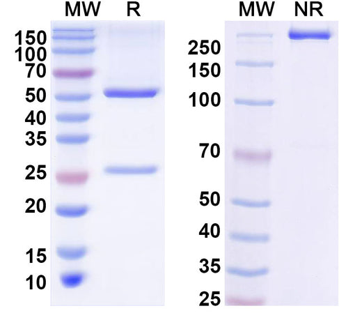 SDS-PAGE for InVivoMAb Anti-DENV-1/2/3/4 Envelope protein E/DII-FL region Antibody (1C19)