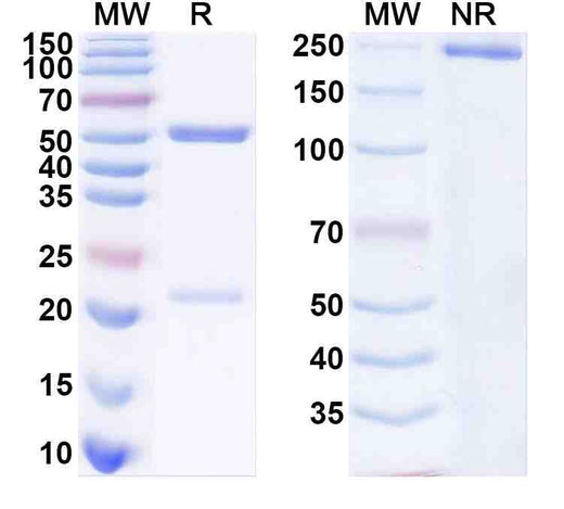 InVivoMAb Anti-HCMV gB-neutralizing Antibody (SM5-1)