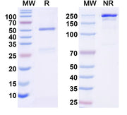 SDS-PAGE for InVivoMAb Anti-Human ADM Antibody (Iv0159)