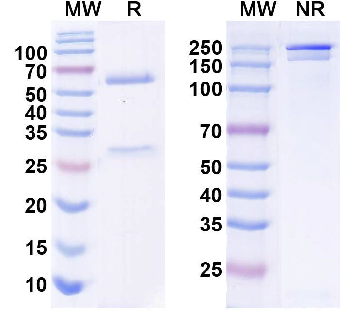SDS-PAGE for InVivoMAb Anti-Human CD295/LEPR Antibody (9F8)