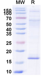 SDS-PAGE for InVivoMAb Anti-Human CNR1/CB1 VHH (5G11)
