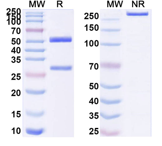 SDS-PAGE for InVivoMAb Anti-JEV Envelope protein E Antibody (2F2)