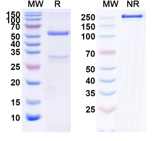 SDS-PAGE for InVivoMAb Anti-Mouse IL6 (MP5-20F3)