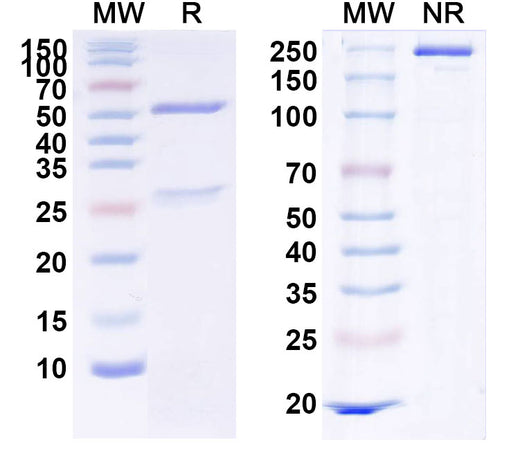 SDS-PAGE for InVivoMAb Anti-Mouse IL6R (15A7)
