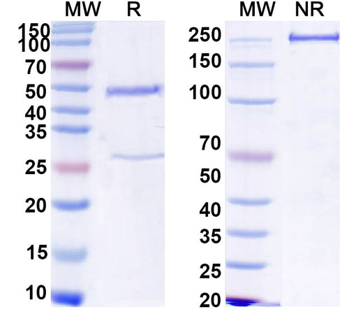 SDS-PAGE for InVivoMAb Anti-Mouse TIGIT Antibody (4D4)