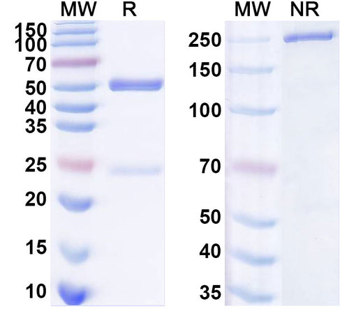 SDS-PAGE for InVivoMAb Anti-pan SARS-CoV-2 RBD Antibody (1H1)