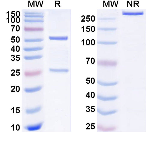 SDS-PAGE for Ipsoprubart Biosimilar - Research Grade