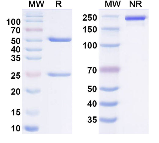 SDS-PAGE for Ixotatug Biosimilar - Research Grade