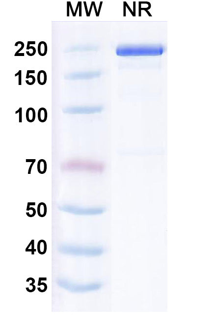 SDS-PAGE for Leukotuximab Biosimilar - Anti-GPL115 mAb - Research Grade