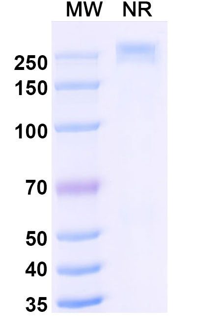 SDS-PAGE for Libevitug Biosimilar - Research Grade