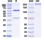 SDS-PAGE for Research Grade Maridebart