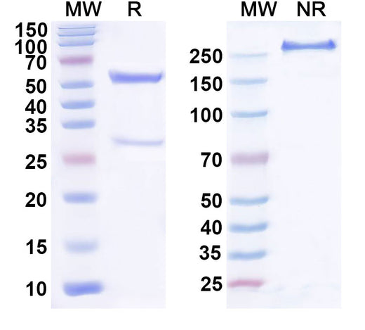 SDS-PAGE for Merinetug Biosimilar - Research Grade