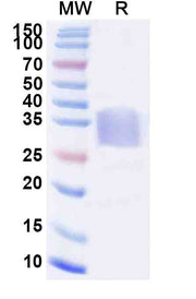 Mouse CD47 recombinant protein