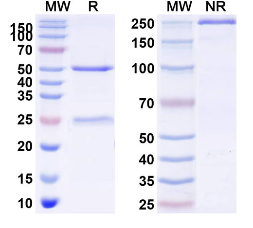SDS-PAGE for Nivisnebart Biosimilar - Research Grade