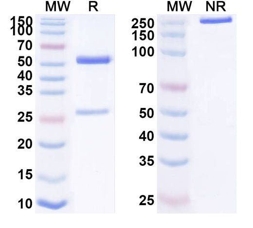SDS-PAGE for Notiretatug Biosimilar - Research Grade