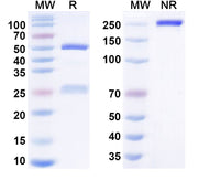 SDS-PAGE for Odesivimab Biosimilar - Anti-Zaire Ebola virus mAb - Research Grade