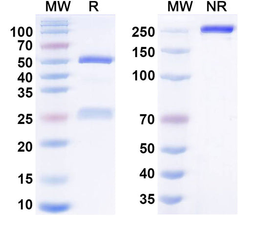 SDS-PAGE for Odesivimab Biosimilar - Anti-Zaire Ebola virus mAb - Research Grade
