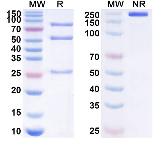 SDS-PAGE for Ponumkibart Biosimilar - Research Grade