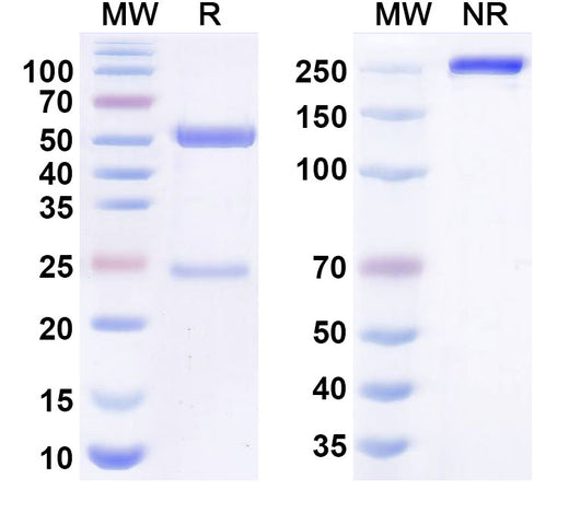 SDS-PAGE for Rapaprutug Biosimilar - Research Grade