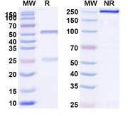 SDS-PAGE for Recombinant Anti-HLA-A2-peptide (LLLTVLTVV) Complex (M3B8)