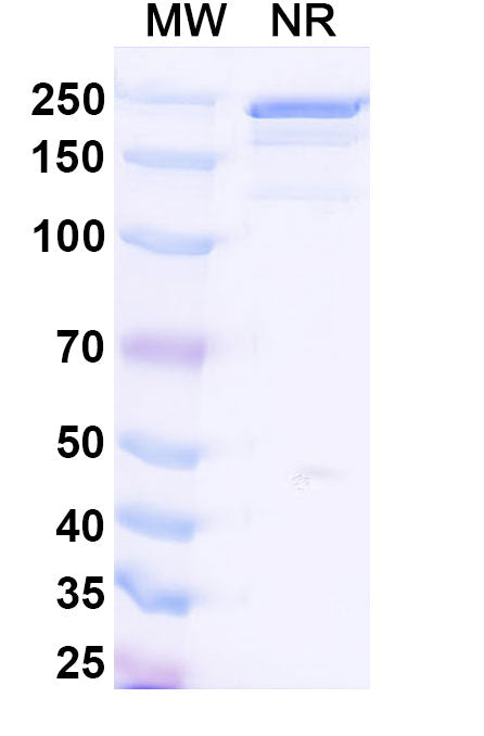 SDS-PAGE for Recombinant Anti-HLA-A2-peptide (SLLMWITQV) Complex (3M4E5)