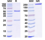 SDS-PAGE for Recombinant Anti-HLA-A2-peptide (SLLMWITQV) Complex (3M4F4)