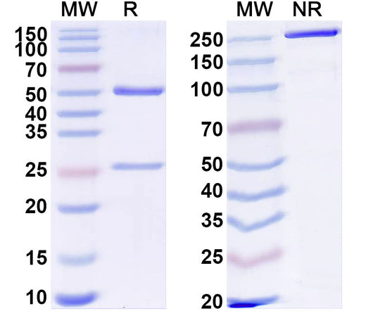 SDS-PAGE for Recombinant Anti-HLA-A2-peptide (SLLMWITQV) Complex (3M4F4)