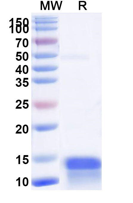 SDS-PAGE for Recombinant Human GNRH1, N-His