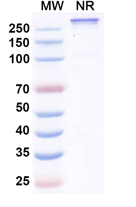 SDS-PAGE for Research Grade Retlirafusp Alfa